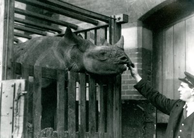 Eliza a black rhinoceros takes food from the hand of her keeper on her arrival at London Zoo by Frederick William Bond